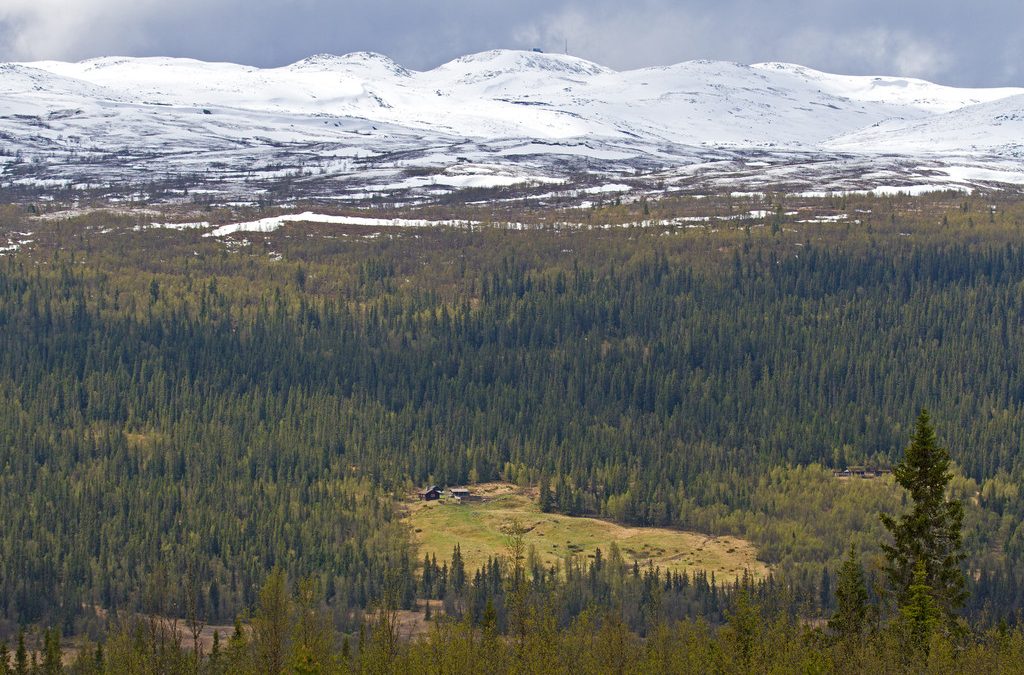 Natuurreservaat Skardberga – Een buitenparadijs in Synnfjellet