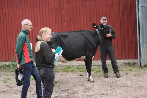 Kulturkvart om mjölkkor och frågvisa åhörare. Banläggaren Jan Lindgren, koexperten Ellinor Borgensvall och lantbrukaren och tillika kartritaren Johan Knutsson lyssnar till en fråga. Kossan heter Isabell. 