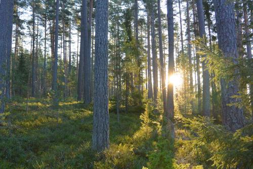 En stämningsbild från den sista orienteringen för 2019 med 7 grader och solsken helt snöfritt dessutom.