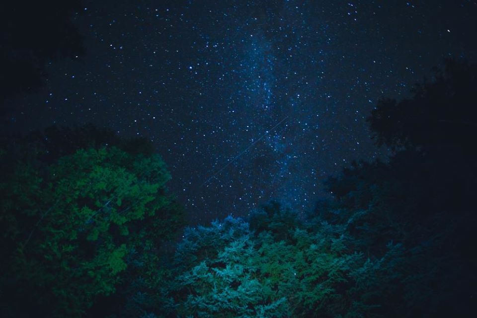 Fôret sous ciel nocturne étoilée