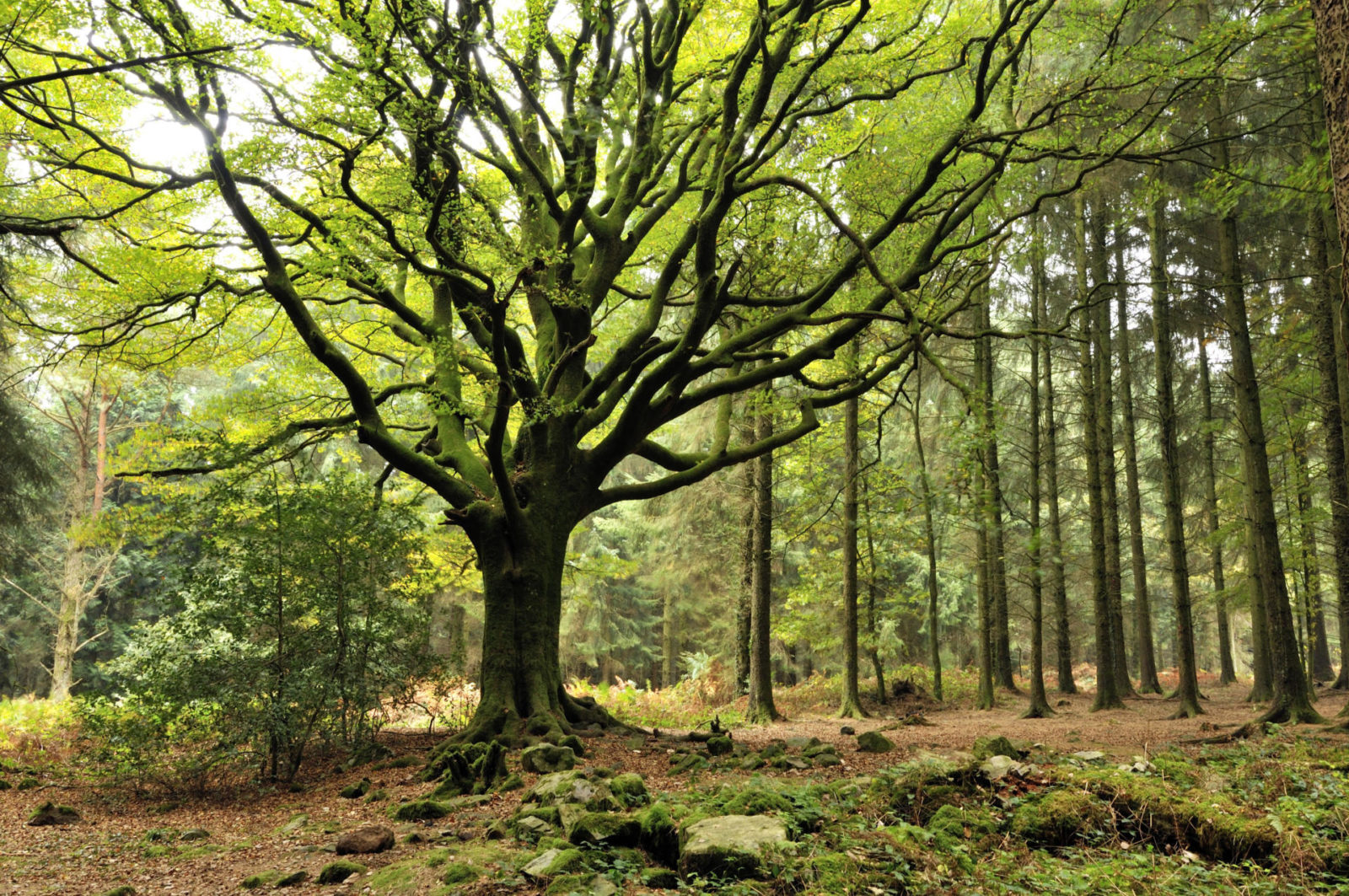 Brocéliande