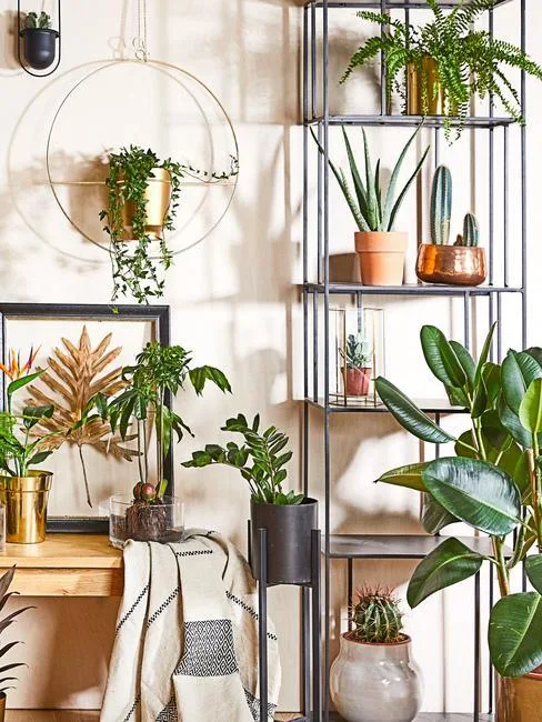 Déco tendances plantes