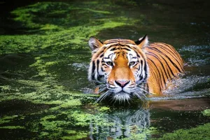 Animaux emblématiques en danger : où les observer ?