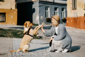 Bien dresser son chien : mode d'emploi