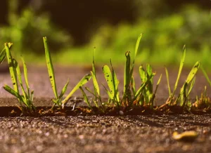 se débarrasser des mauvaises herbes dans le gazon