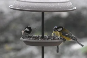 nourrir les oiseaux en hiver