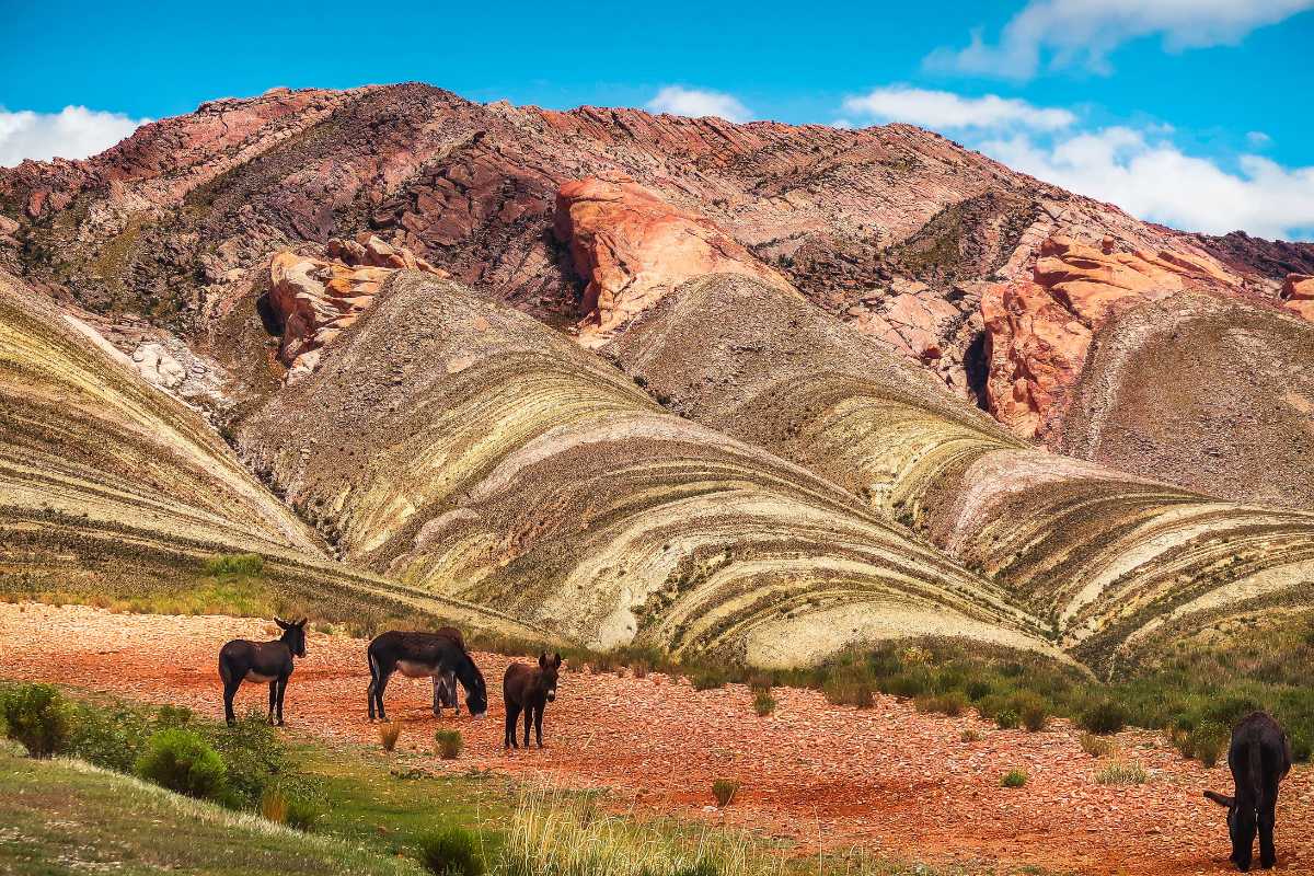 Observer les animaux en montagne