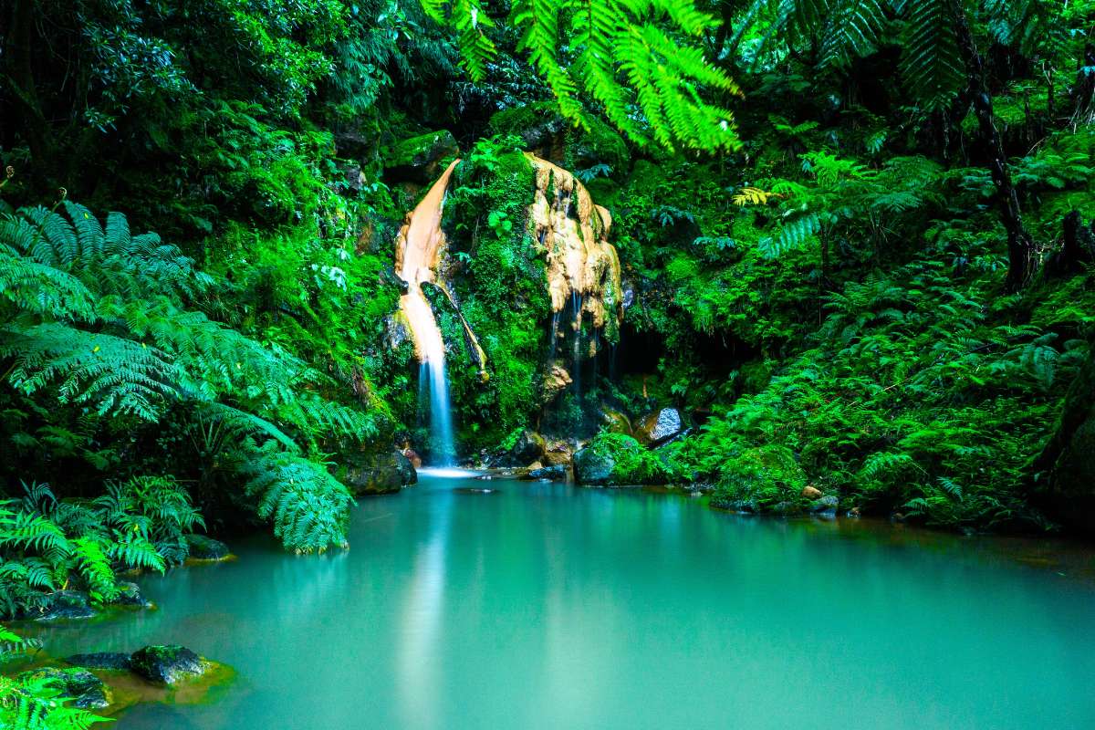 forêts tropicales et le climat