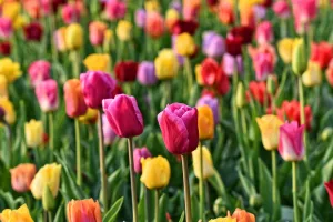 Tulipes fleurs jardin