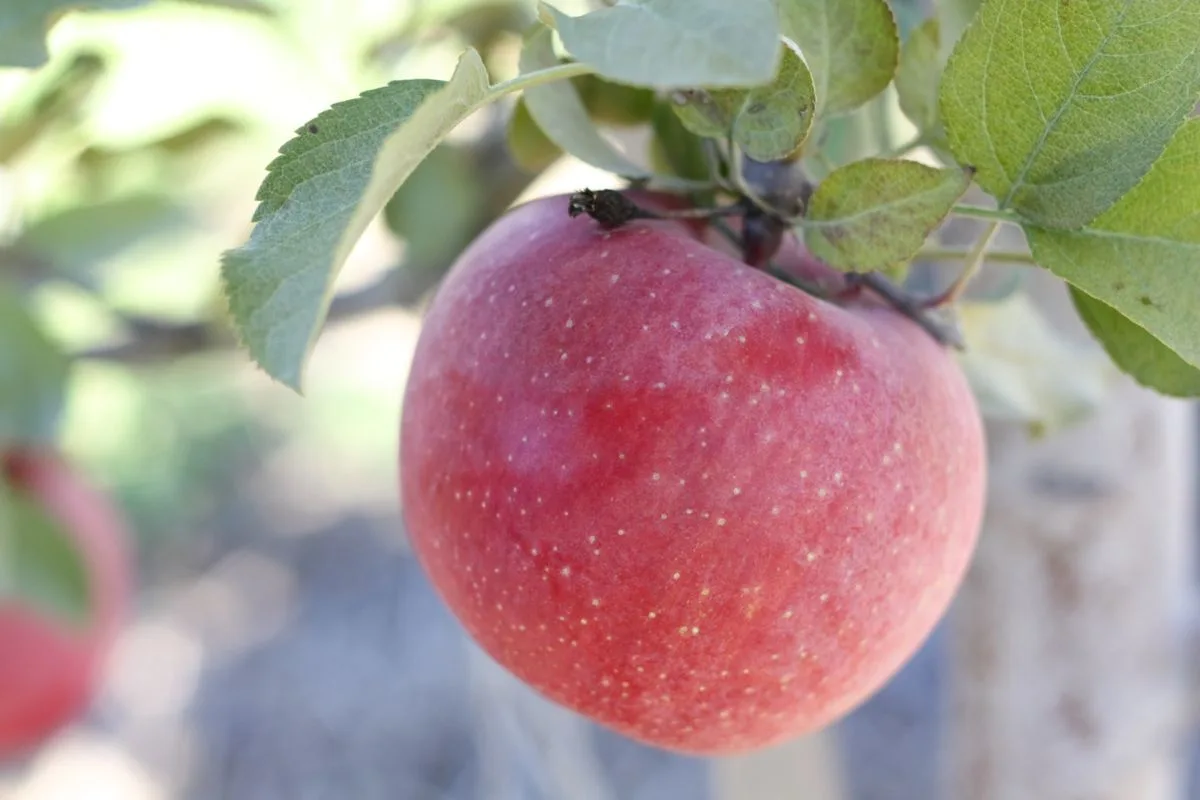 variété de pomme Fuji Gala Pink Lady