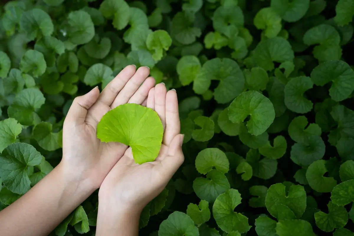 Centella asiatica