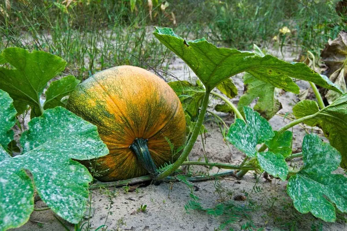 Que faire au jardin en septembre