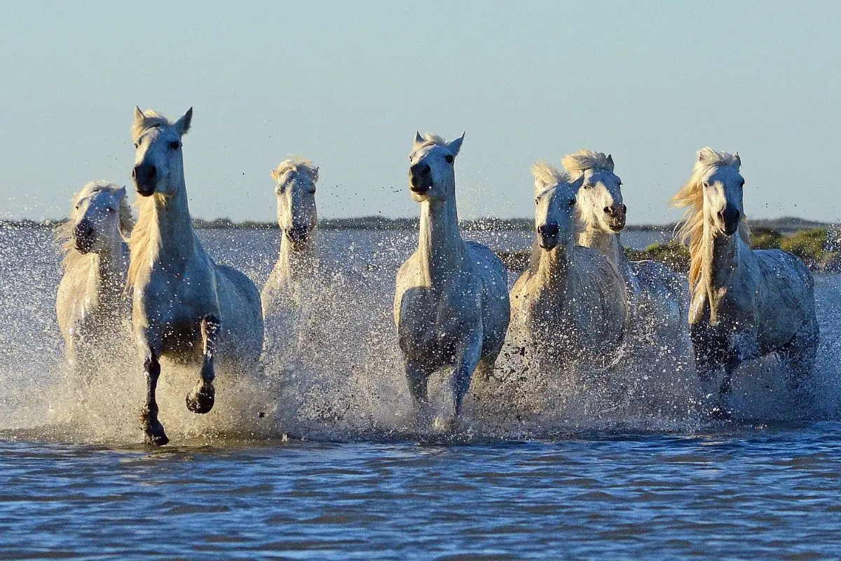 Cheval de Camargue