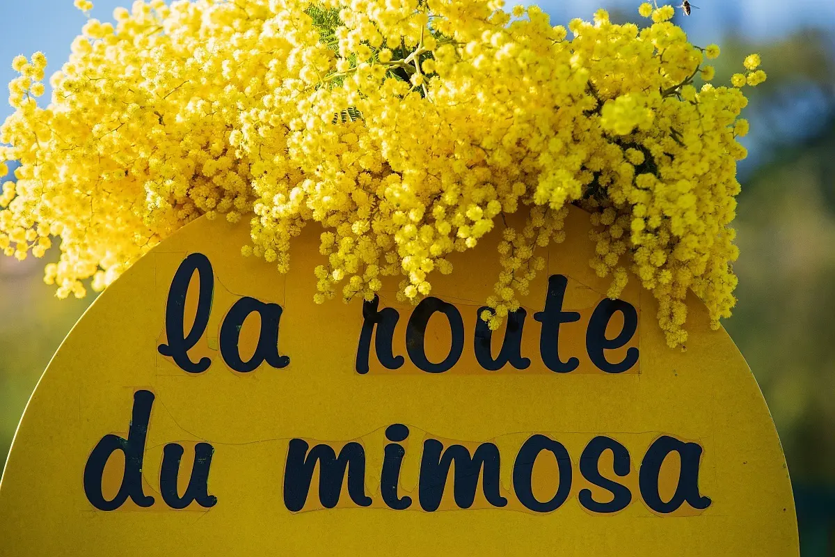 Mimosa en fleur