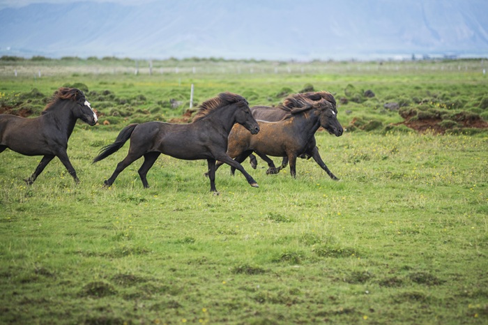 iceland-landscape-beautiful-stallions