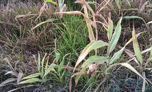 Knolcyperus2