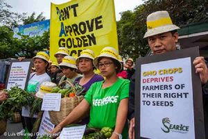 Greenpeace protesteert samen met Filipijnse boeren al jaren tegen ‘golden rice’: genetisch gemodificeerde rijst verrijkt met vitamine A Beeld Luis Liwanag / Greenpeace