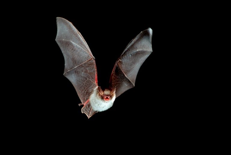 sized_met-een-batdetector-gaan-deelnemers-op-zoek-naar-vleermuizen