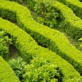 Buxus