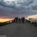 Camargue paarden