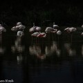 Flamingo's in Pont de Gau