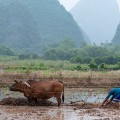 Het land bewerken, nabij Yangshuo