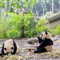 Bezoek aan de panda's in Chengdu