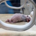 Baby panda in de couveuze