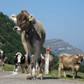 De weg achter Monte Baldo