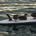 Duck-surf