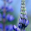 Lupine