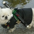 Stoere hond