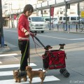 Hondjes in Tokio