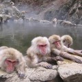 Snowmonkeys