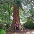 redwoodboom