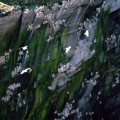 Skellig Rocks