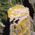 Puffins