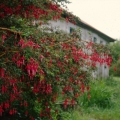 Fuchsia struiken