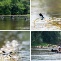 Zittend in de rivier weidebeekjuffers fotograferen