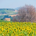 Zonnebloemen