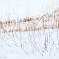 Sneeuw en grassprieten