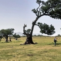 Kronkelbomen van Fanal