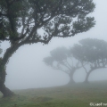 De bomen van Fanal in de mist