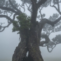 De bomen van Fanal in de mist