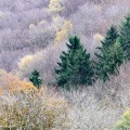 Herfstkleuren