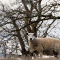 Schaap in de herfst