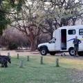 Wrattenzwijnen op de camping bij Waterberg