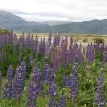 Lupines