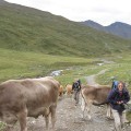 Koeien op de weg