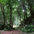 Puzzlewood